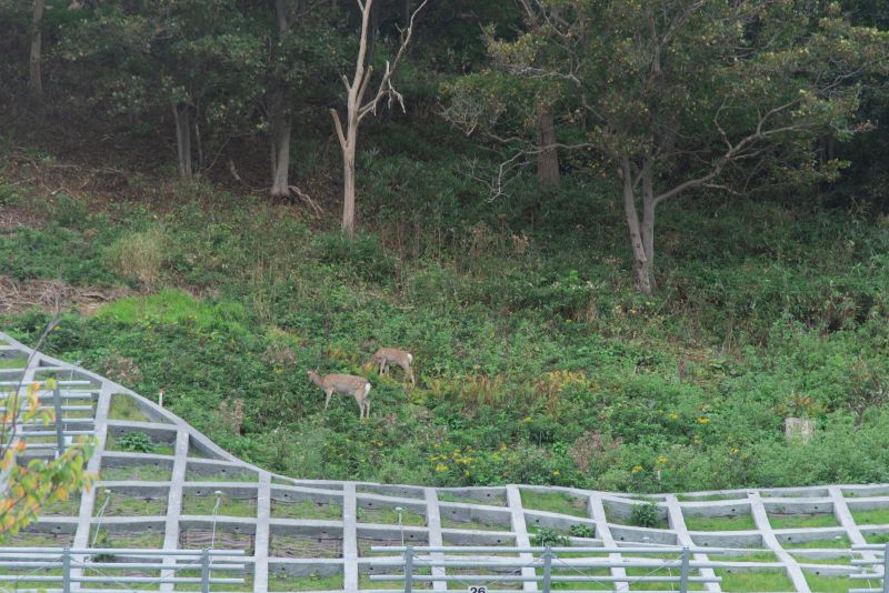 北門神社のすぐ奥の崖にはエゾシカが生息している